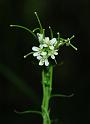 cardamine hirsuta